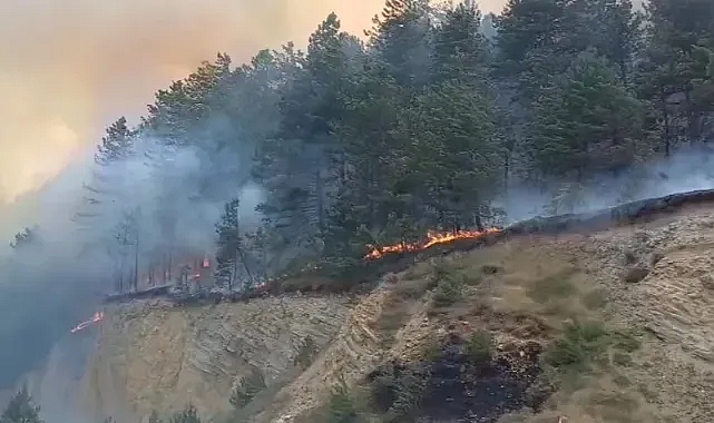Bolu'da Orman Yangını