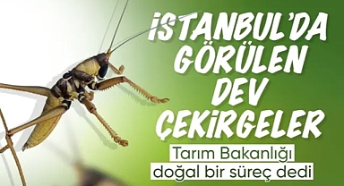 Tarım ve Orman Bakanlığı: Türkiye'de çekirge istilası yok